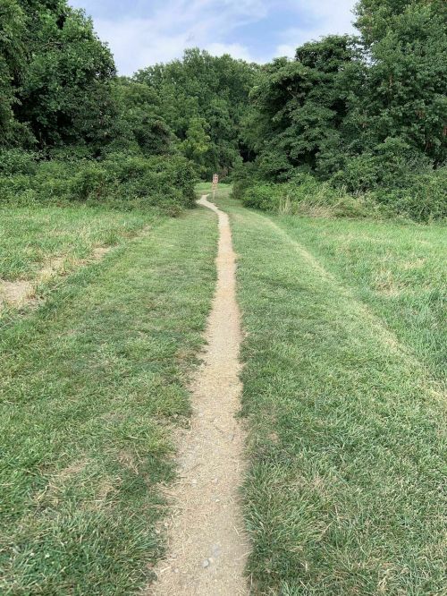A narrow dirt path winds through lush greenery, leading into a wooded area under a clear sky.