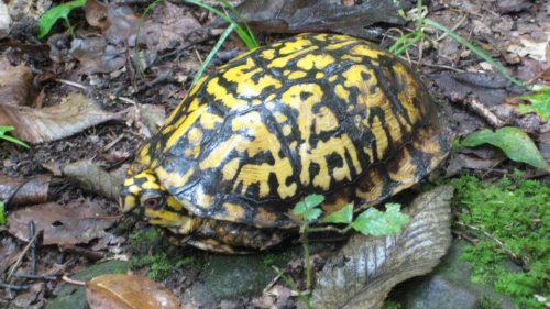 A colorful turtle with a patterned shell resting on the forest floor among leaves and moss.