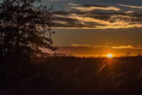 A serene sunset over a grassy field, with silhouetted trees against a colorful sky.