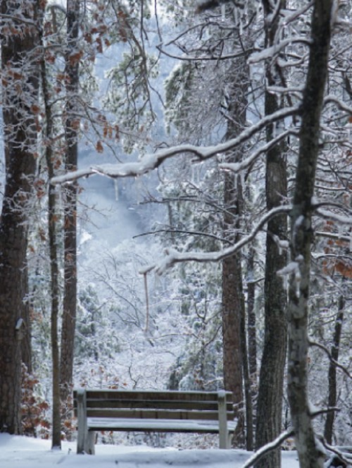A snow-covered bench surrounded by trees in a serene winter landscape.