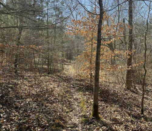 A narrow trail winds through a wooded area with sparse trees and fallen leaves, illuminated by soft sunlight.