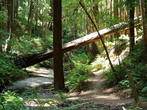 A serene forest scene with a fallen tree over a small stream, surrounded by lush greenery and sunlight filtering through.