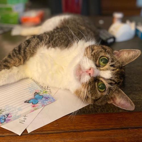 A fluffy cat with large green eyes lies on a table next to colorful butterfly stationery.