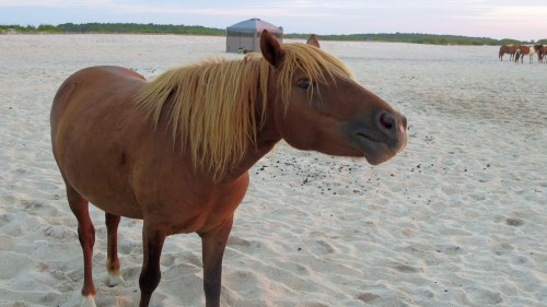 A brown horse with a blonde mane stands on a sandy beach, with other horses and a shelter in the background.