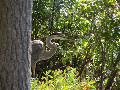 A heron peeks through lush green foliage, partially hidden behind a tree trunk.