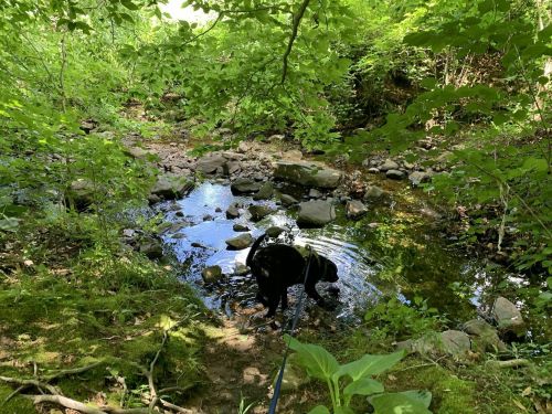 A black dog wades in a shallow stream surrounded by lush green foliage and rocks.