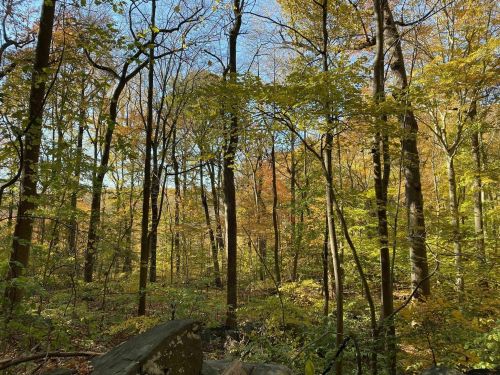A vibrant forest scene with tall trees displaying autumn foliage in shades of green, yellow, and orange under a clear blue sky.
