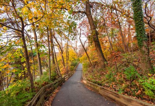 A winding path through a vibrant autumn forest, lined with colorful leaves and trees.