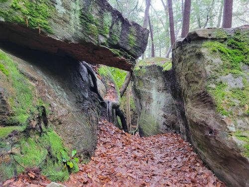 A narrow passage between moss-covered rocks in a forest, with fallen leaves on the ground and trees in the background.