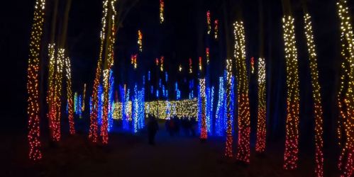 A pathway through a forest illuminated with colorful holiday lights in blue, red, and white.