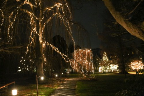 A nighttime scene of a park with trees draped in fairy lights and a decorated tree in the background.