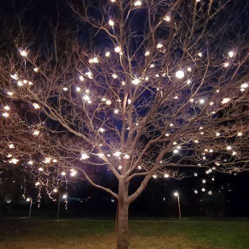 A bare tree illuminated with glowing lights against a dark night sky, creating a festive atmosphere.