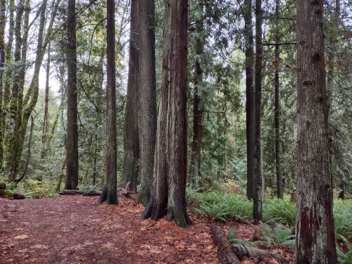 A serene forest scene with tall trees, lush greenery, and a carpet of fallen leaves on the ground.