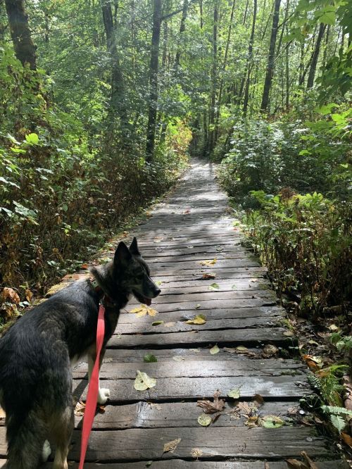 A dog on a leash stands on a wooden path surrounded by lush greenery in a forest.
