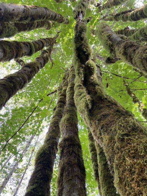 Looking up at tall, moss-covered trees with vibrant green leaves overhead in a lush forest.
