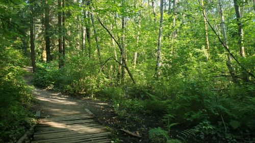 A serene forest path with a wooden bridge, surrounded by lush green trees and foliage.