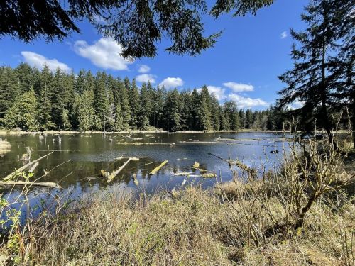A serene lake surrounded by lush trees under a clear blue sky, with fallen logs partially submerged in the water.