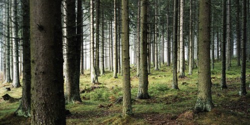 A dense forest with tall trees and a misty background, featuring green undergrowth and a serene atmosphere.