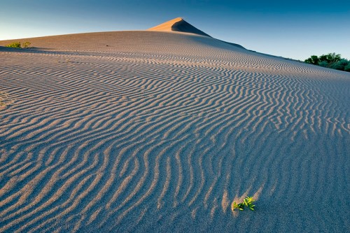 A serene desert landscape with rippled sand dunes and a small green plant in the foreground under a clear blue sky.