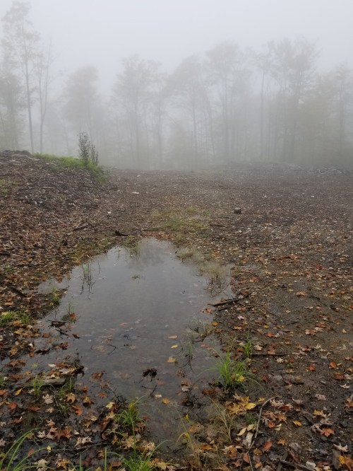A foggy landscape with a small puddle reflecting trees, surrounded by fallen leaves and sparse vegetation.