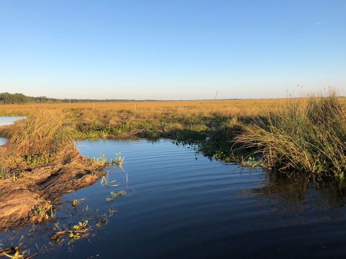 A serene wetland scene with tall grasses, calm water, and a clear blue sky.