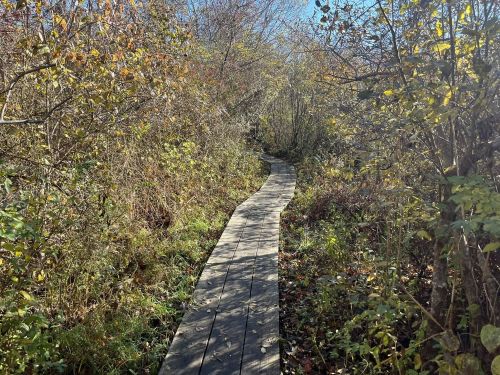 A winding wooden path through a lush, green landscape with trees and shrubs under a clear blue sky.