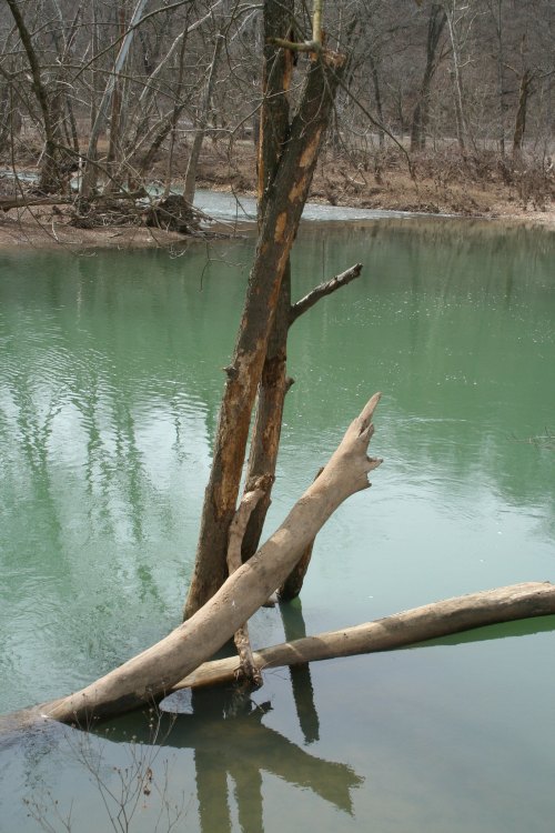 A weathered tree stands partially submerged in a calm, green river, with reflections visible on the water's surface.