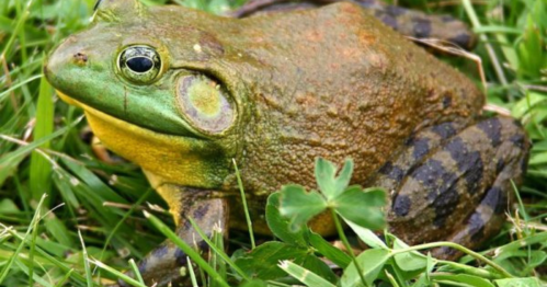 A close-up of a green and brown frog resting on green grass with clover.