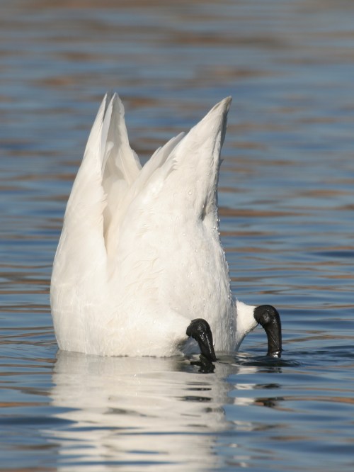 A swan with its head submerged in water, its body and tail visible above the surface.