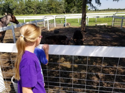 A girl with long hair watches cows in a fenced area on a sunny day, with a horse in the background.