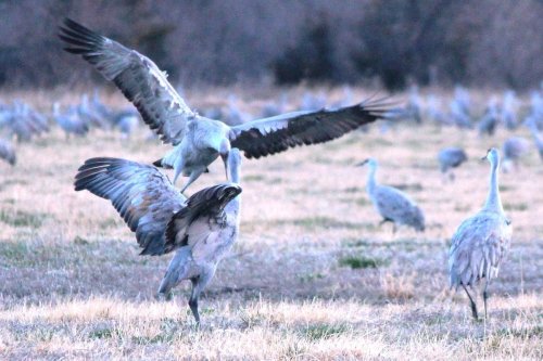 A group of cranes in a grassy field, with two birds engaging in a display while others observe nearby.