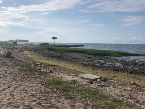 A sandy beach with sparse vegetation, calm water, and a distant tree under a blue sky with scattered clouds.