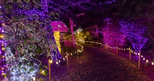 A pathway illuminated by vibrant purple and white lights, surrounded by trees and festive decorations.