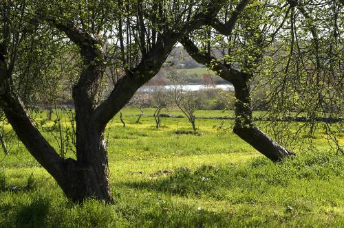 A serene landscape featuring trees with lush green leaves, a grassy field, and a distant view of a lake.