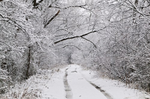 A snow-covered path winds through a forest, with trees blanketed in white snow and a serene, wintry atmosphere.