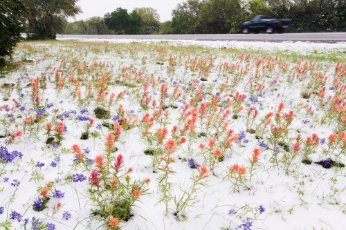 A field of colorful wildflowers covered in a light layer of snow, with a car driving on a nearby road.