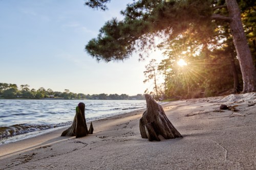 A serene lakeside scene at sunset, featuring tree stumps on sandy shore and sunlight filtering through the trees.