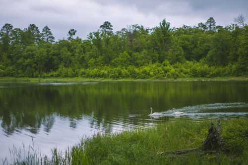 Two swans glide across a calm lake surrounded by lush green trees under a cloudy sky.