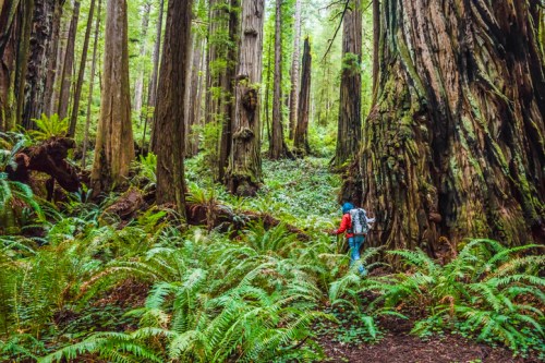 A hiker explores a lush, green forest filled with towering redwood trees and ferns.