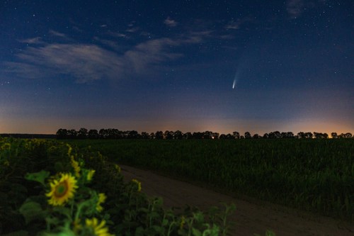 A night sky filled with stars and a comet, with sunflowers in the foreground and a distant tree line.