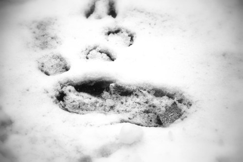Footprints and paw prints in fresh snow, creating a contrast against the white background.