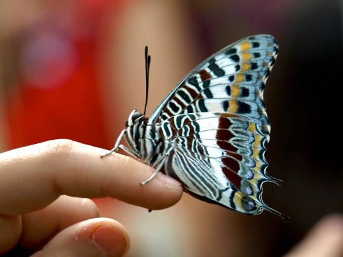 A colorful butterfly perched on a person's finger, showcasing intricate patterns on its wings.