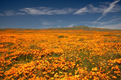 A vibrant field of orange poppies under a blue sky with wispy clouds and distant green hills.