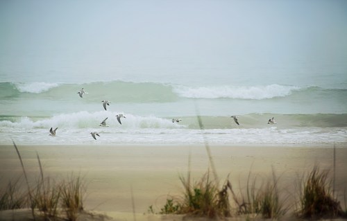 A flock of birds flies over gentle waves on a misty beach, with grass in the foreground.