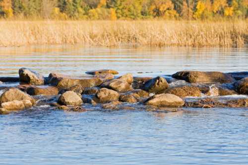 A serene water scene featuring smooth rocks in a calm lake, surrounded by tall grasses and autumn foliage.