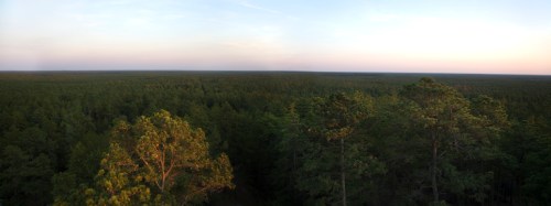A panoramic view of a dense green forest under a clear sky at dusk, with soft light illuminating the treetops.