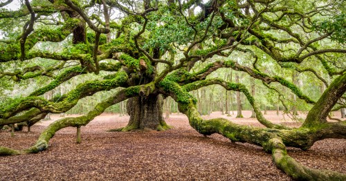 A sprawling, moss-covered tree with wide, twisting branches in a serene forest setting.
