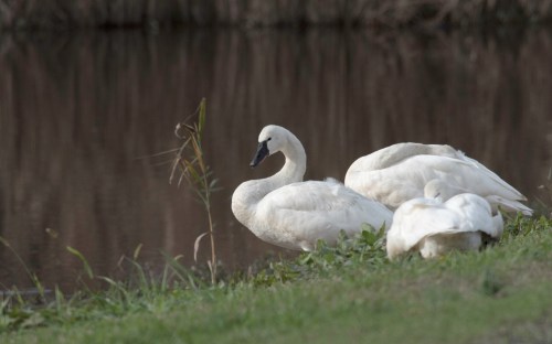 Three white swans resting by a calm water body, surrounded by green grass and reeds.