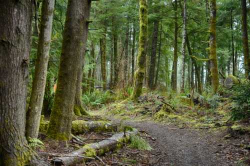 A serene forest path winding through tall trees, lush greenery, and moss-covered ground.