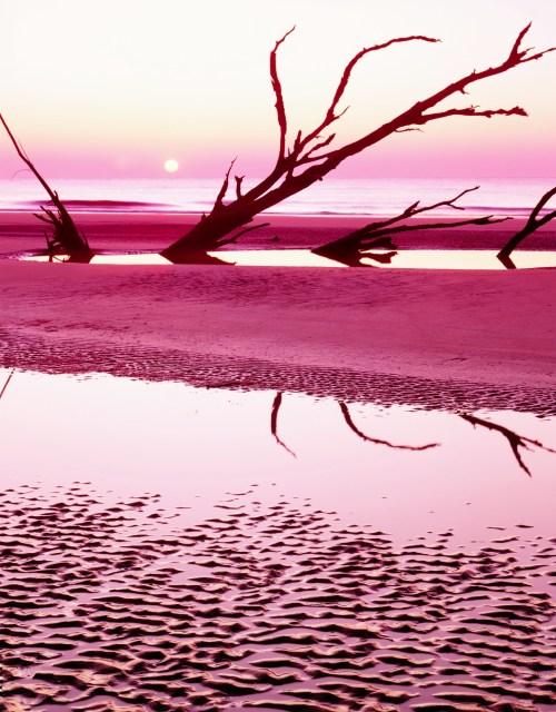 A serene beach at sunset, featuring silhouetted trees and a reflective water surface in soft pink hues.